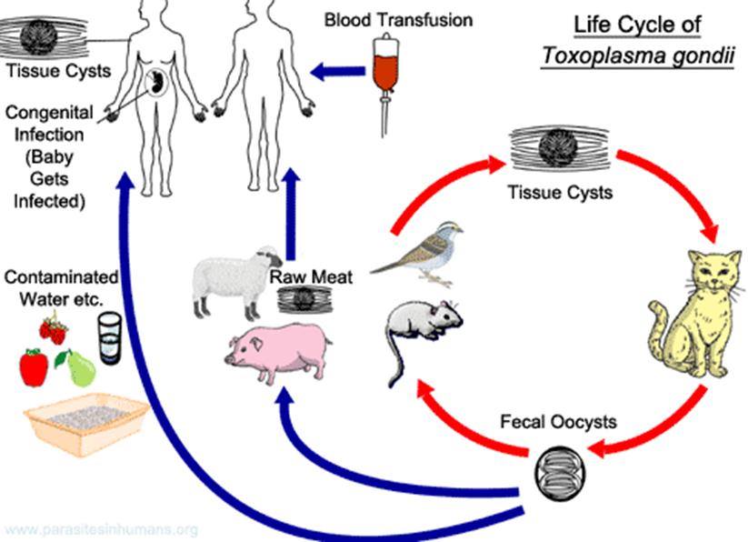 toxoplasmosis-microbewiki