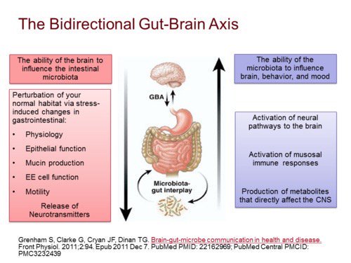 The Gut - Brain Axis And Roots Of Inflamed Brain - Prachodayat