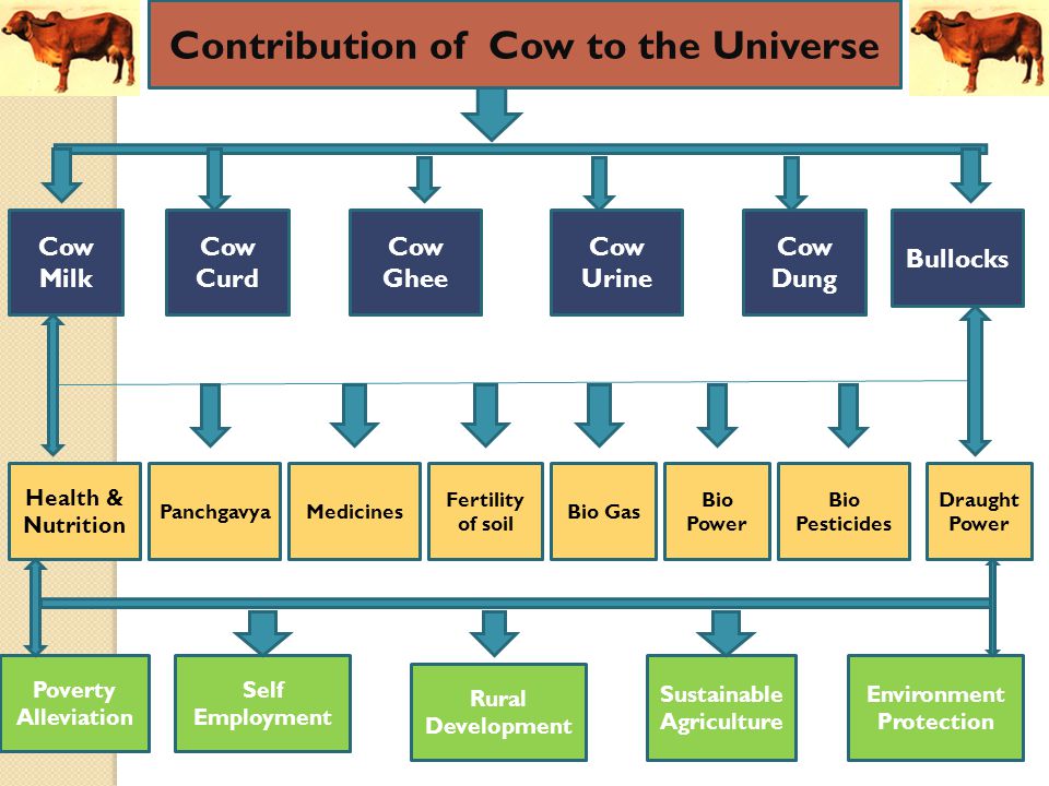 Food chain correction is CRITICAL Biology Diagrams