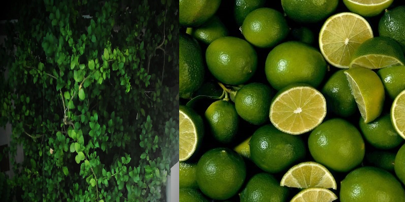 About Nimbu Lemon Tree In Backyard Prachodayat