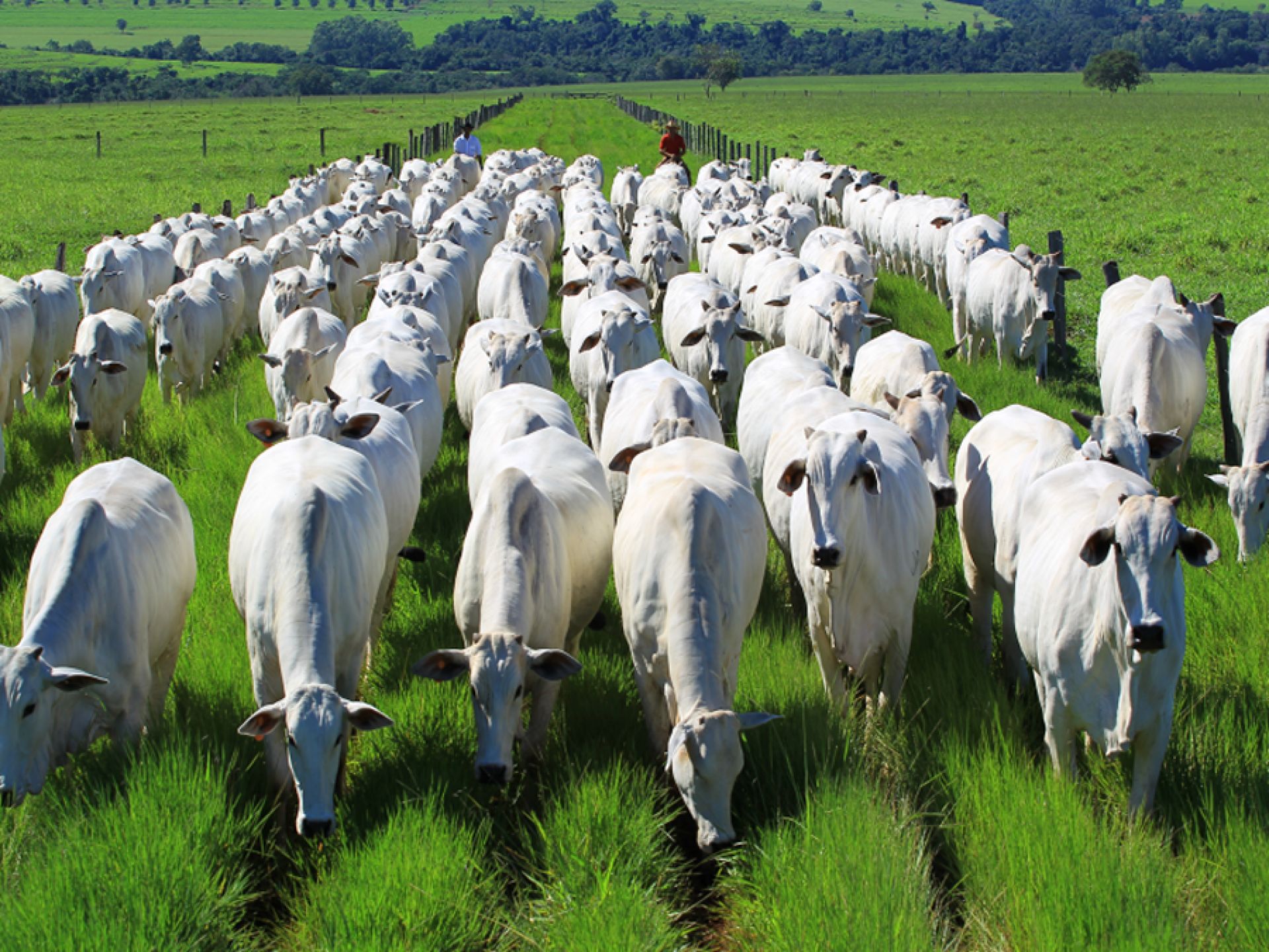 grazing-land-highest-efficiency-to-transform-sun-energy-into-bio-mass