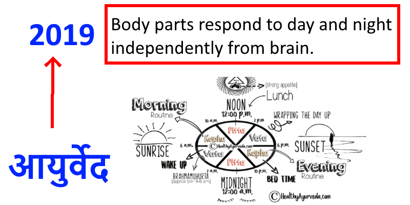 Circadian Rhythm Chart Organs