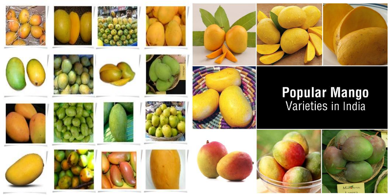 Mango And Diversity Loss - Prachodayat